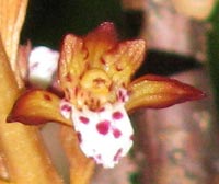 Western Spotted Coralroot